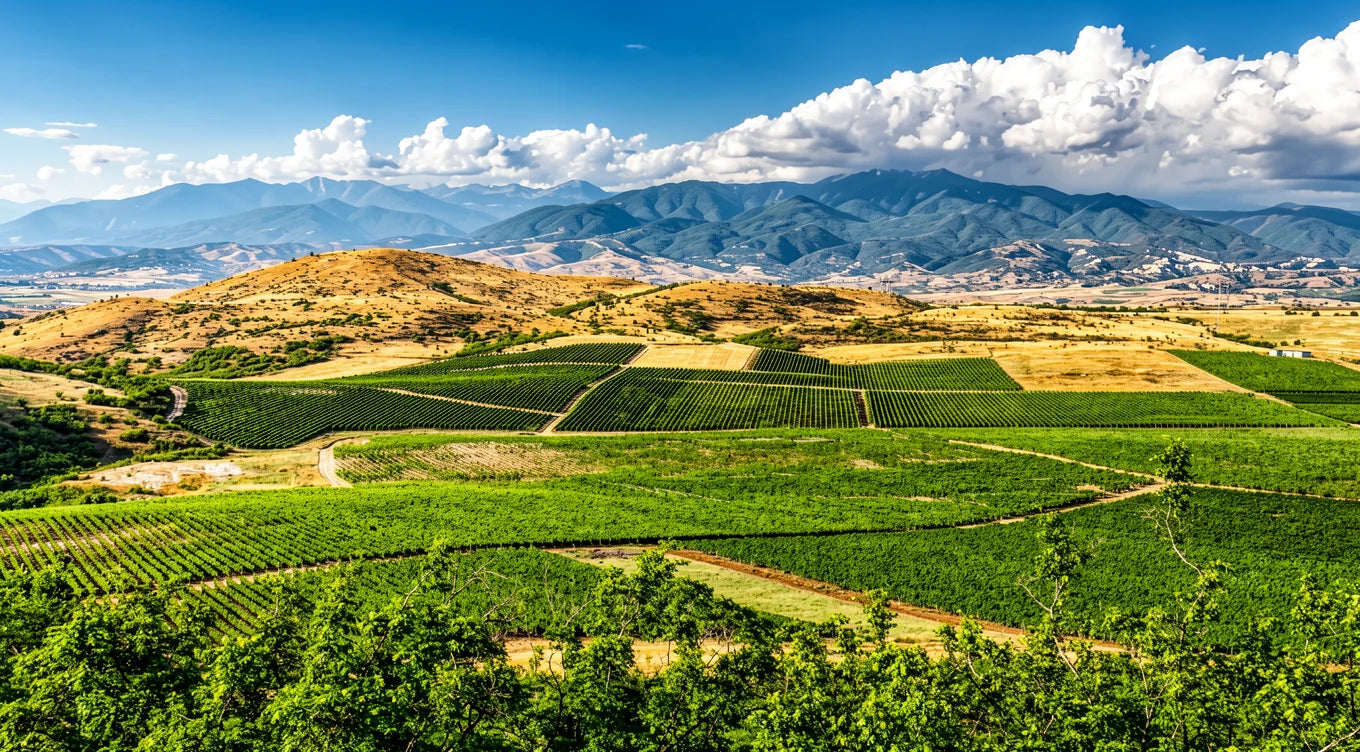 Panoramic vista of Logodaj vineyards featuring organized plots set against a dramatic mountain backdrop.
