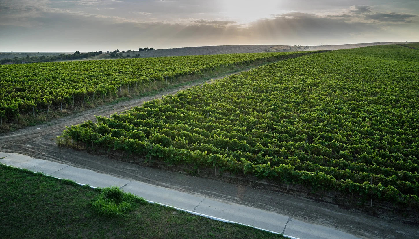 A wide landscape of lush green vineyards under bright sunbeams.