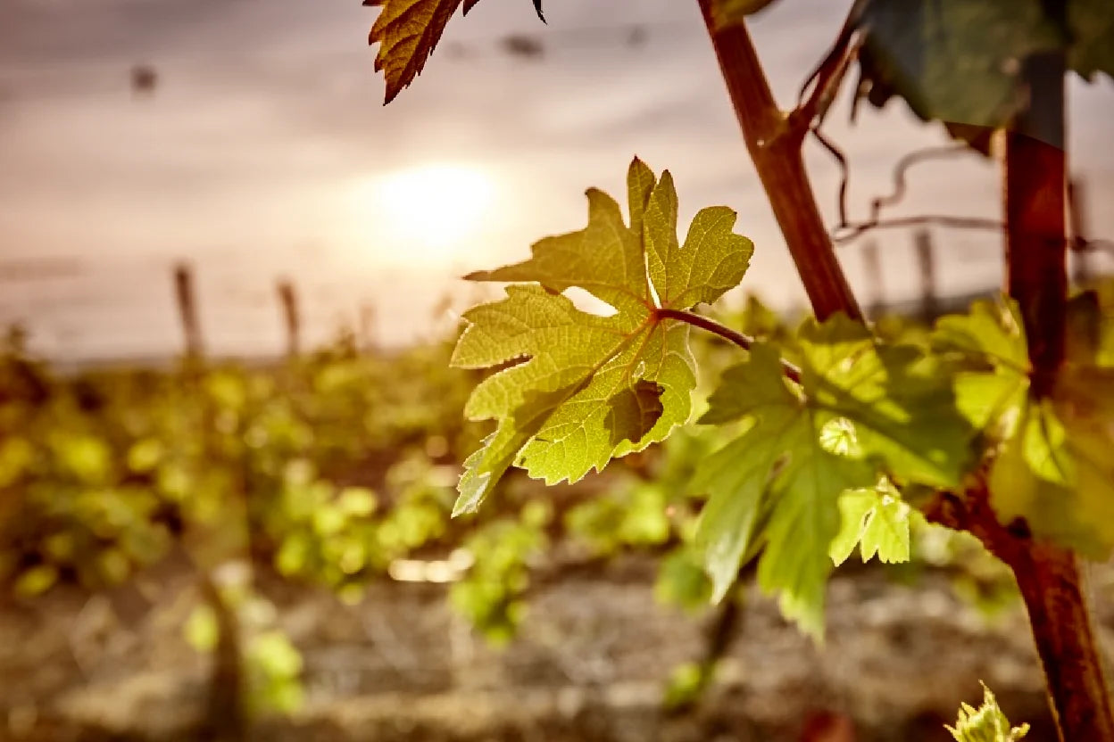 Macro photography of a translucent grape leaf at Terra Tangra Winery in Bulgaria, backlit by the golden hour sun to highlight the organic texture of the vine.
